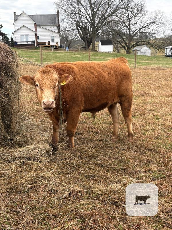 Cattle Range Listing Photo