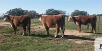 3 Reg. Horned Hereford Rep. Heifers... Central TX