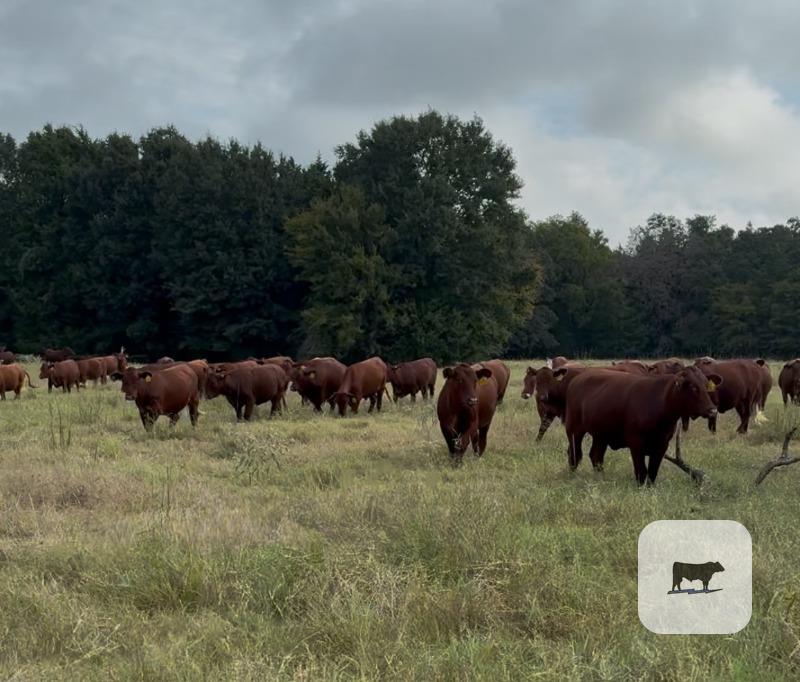 Cattle Range Listing Photo