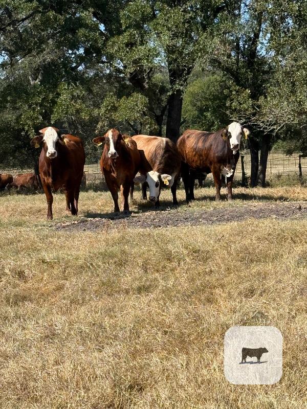 Cattle Range Listing Photo