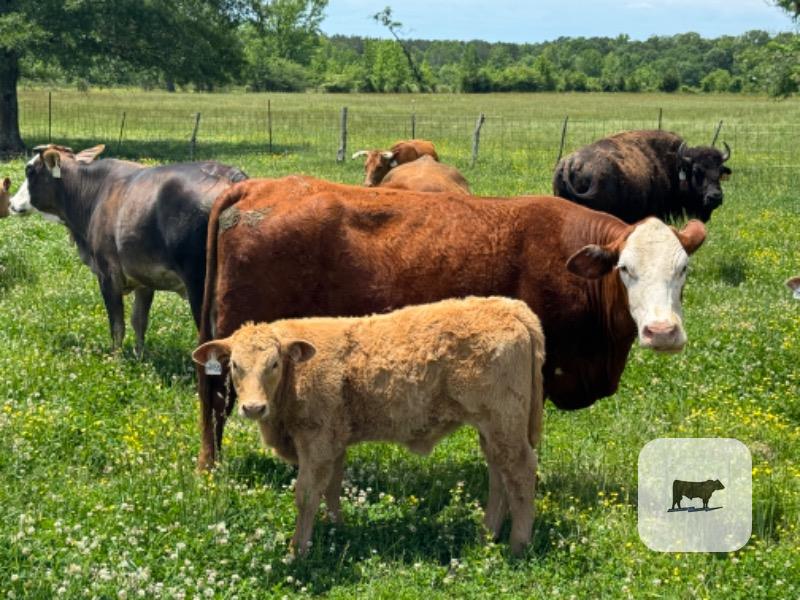 Cattle Range Listing Photo