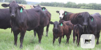 10 Brangus & Brangus Baldy 1st-Calf Pairs... Central TX