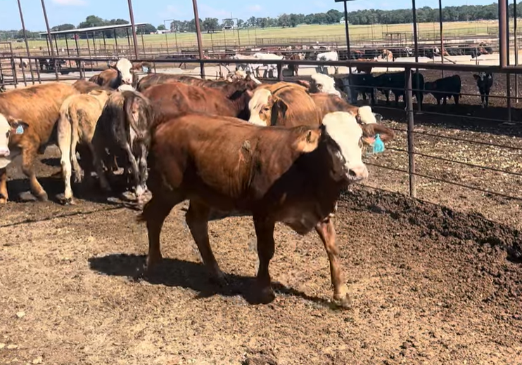 Cattle Range Listing Photo