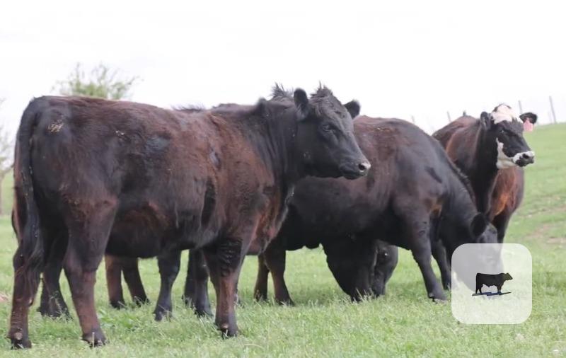 Cattle Range Listing Photo