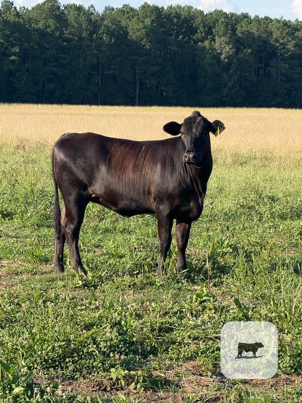 Cattle Range Listing Photo
