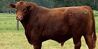 3 Reg. Brangus & Reg. Red Brangus Bulls... Central TX