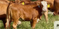 165 Beefmaster, Simbrah & Santa Gertrudis Rep. Heifers... Central TX