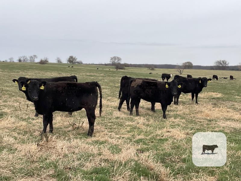 Cattle Range Listing Photo