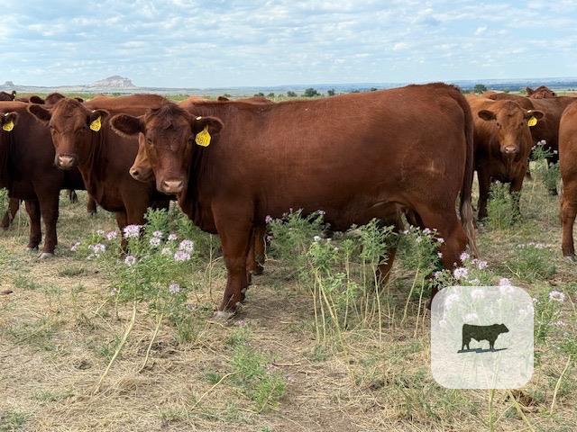 Cattle Range Listing Photo