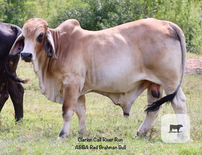 Cattle Range Listing Photo