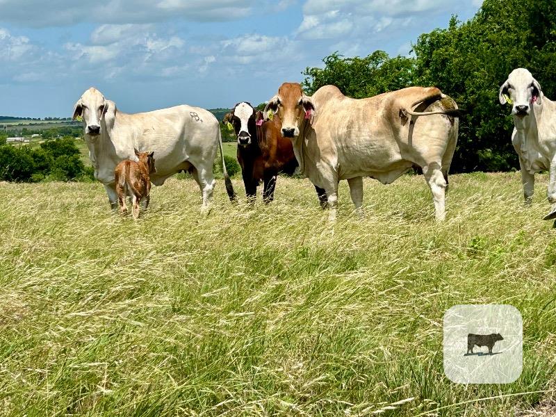 Cattle Range Listing Photo