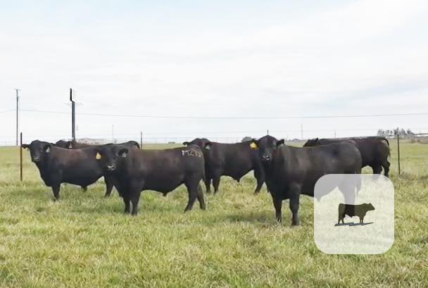 Cattle Range Listing Photo