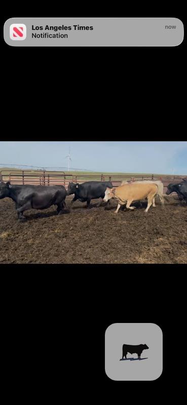 Cattle Range Listing Photo