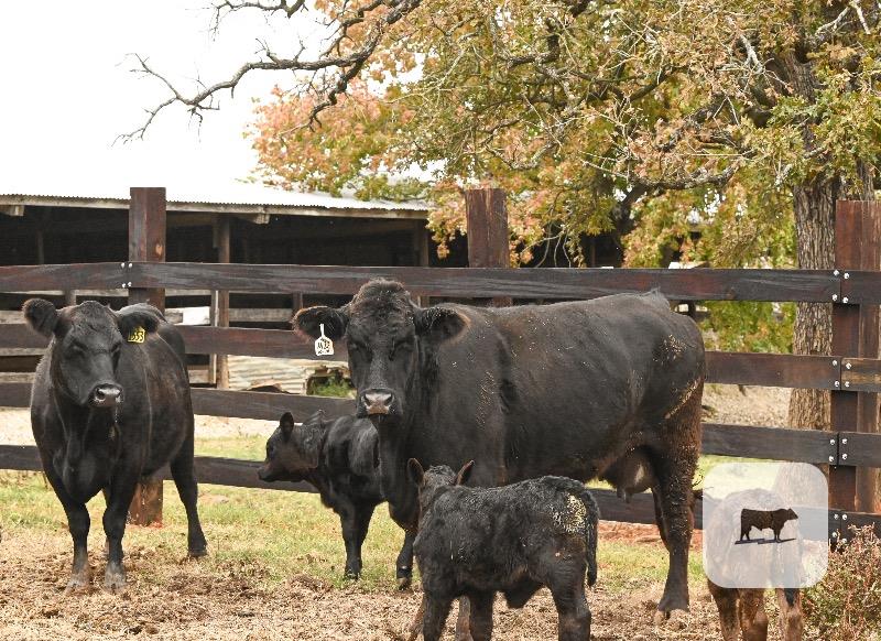 Cattle Range Listing Photo