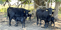 11 Angus Pairs... Southwest MO