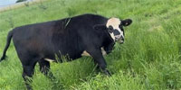 6 Angus & BWF Rep. Heifers... W. Central AL