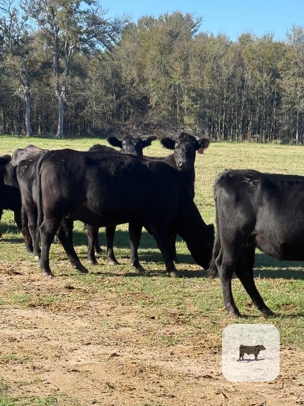 Cattle Range Listing Photo