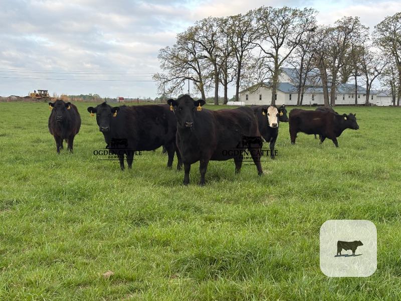 Cattle Range Listing Photo