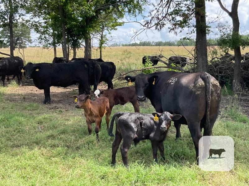Cattle Range Listing Photo