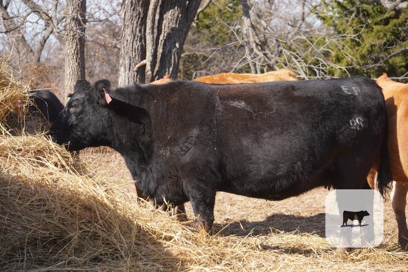 Cattle Range Listing Photo