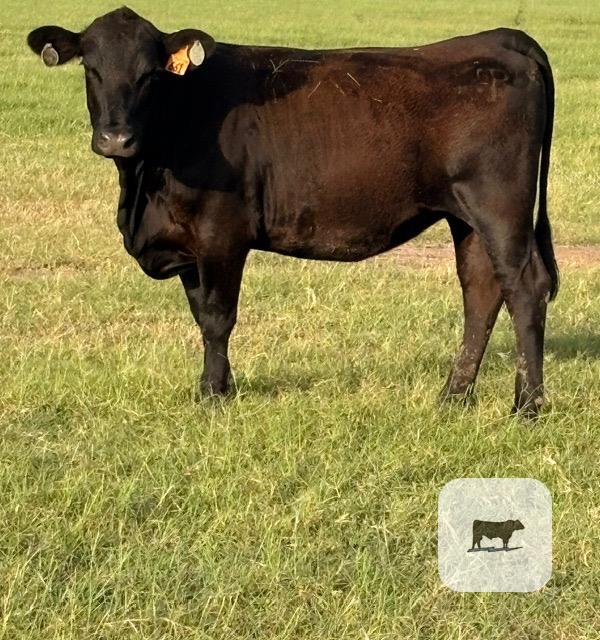 Cattle Range Listing Photo
