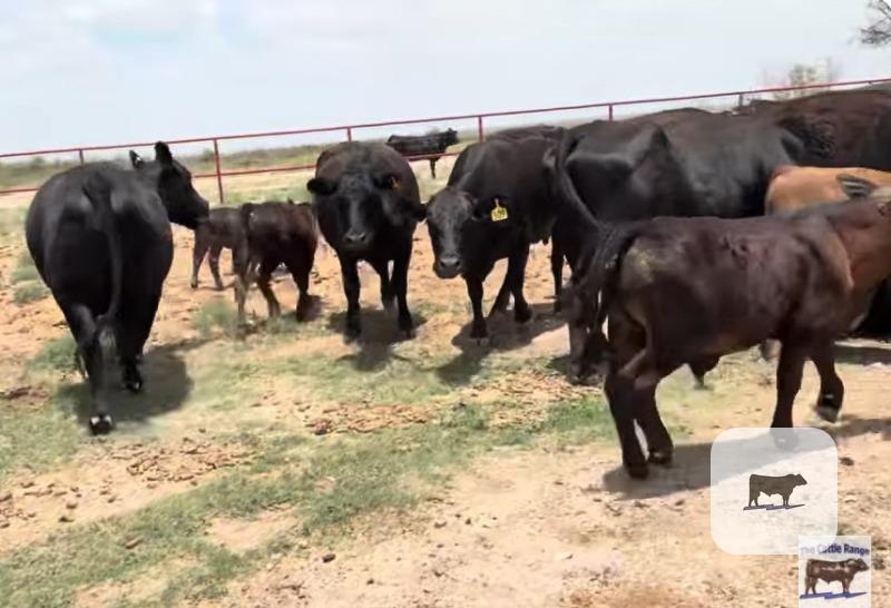 Cattle Range Listing Photo