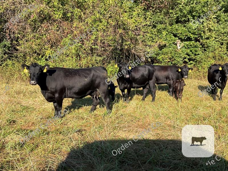 Cattle Range Listing Photo