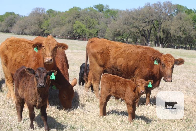 Cattle Range Listing Photo