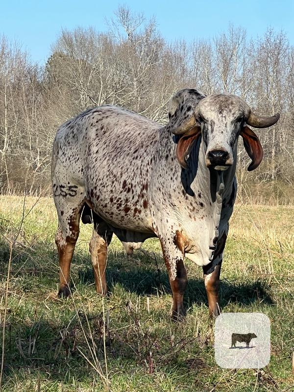 Cattle Range Listing Photo