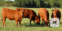 5 Red Angus Rep. Heifers... Central TX