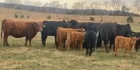 350	SimAngus Cows w/ 120+ Calves... Northeast AR