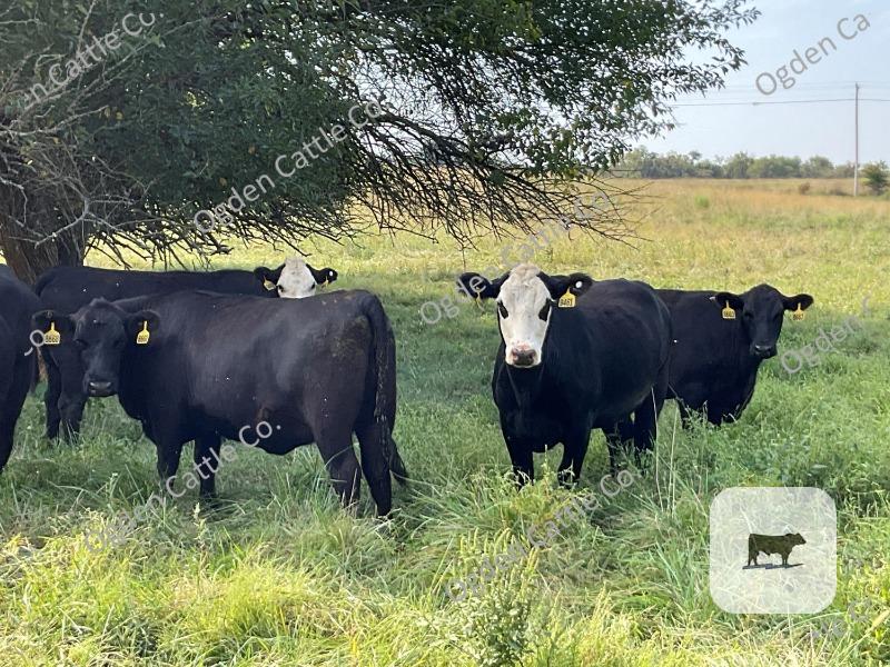 Cattle Range Listing Photo