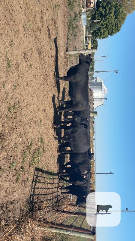 Cattle Range Listing Photo