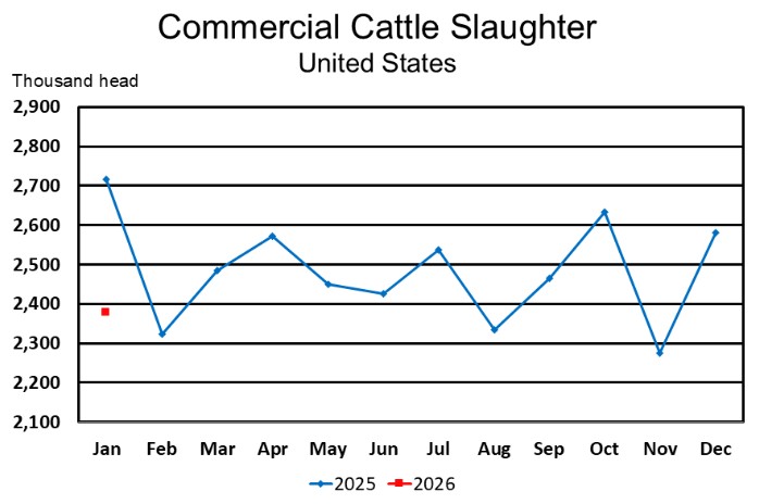 2/19/26: USDA Monthly Livestock Slaughter Report