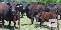 19 Angus Pairs... Central TX