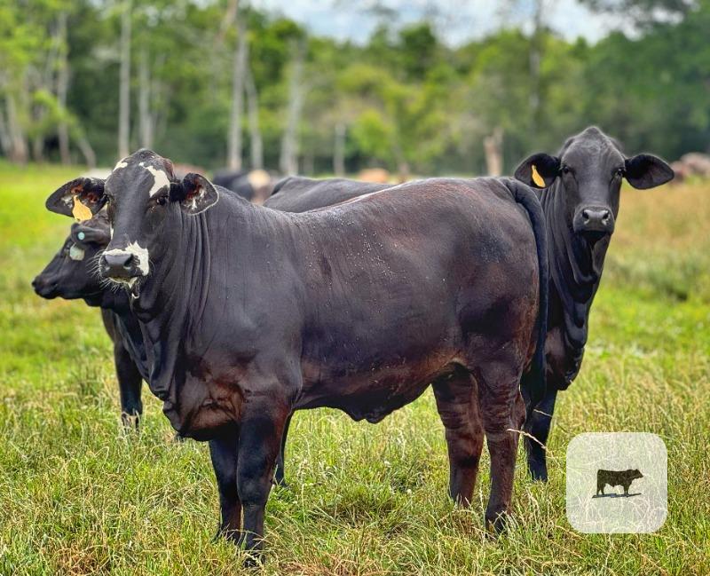 Cattle Range Listing Photo