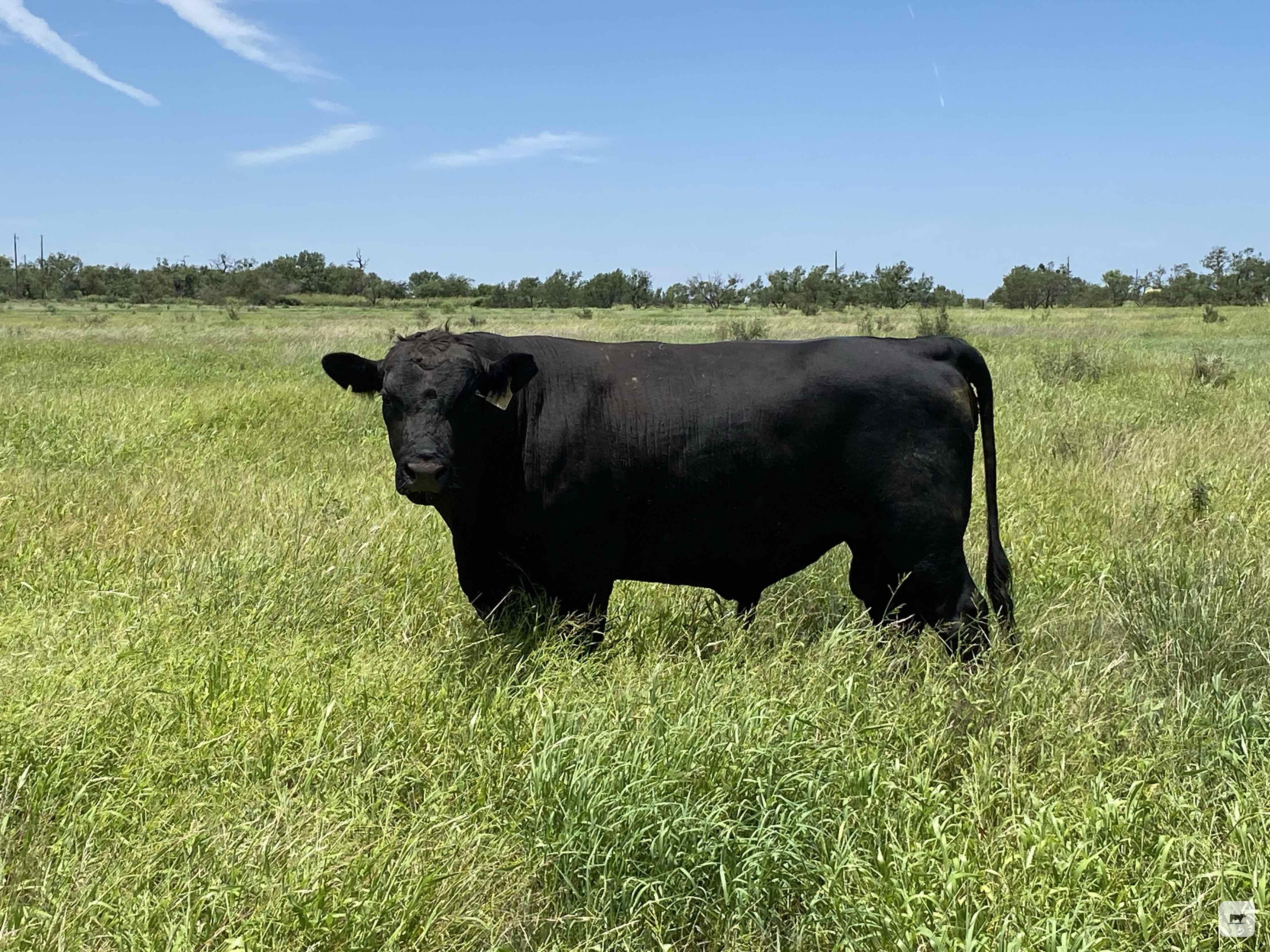 Cattle Range Listing Photo