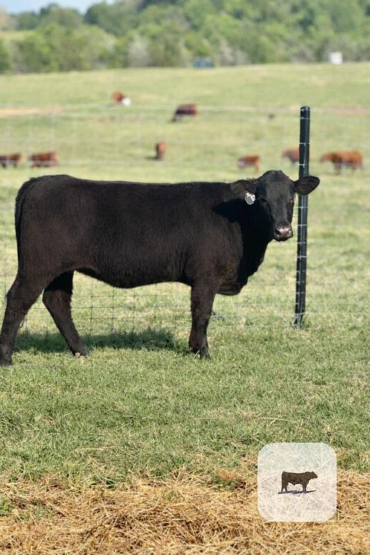 Cattle Range Listing Photo