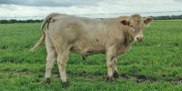 6 Reg. Charolais Bulls... North TX