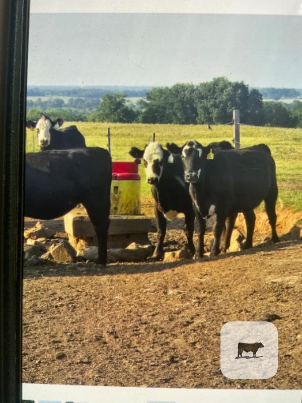 Cattle Range Listing Photo