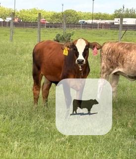 Cattle Range Listing Photo