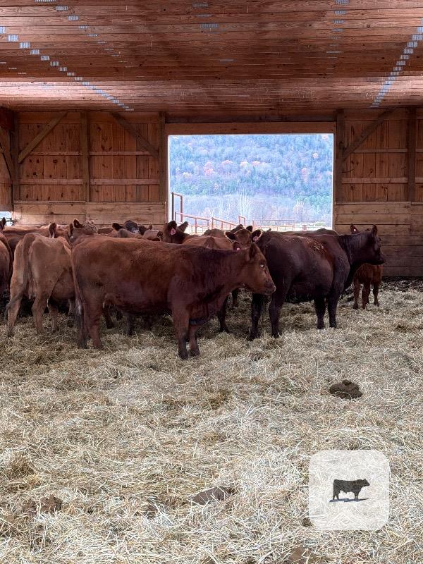 Cattle Range Listing Photo