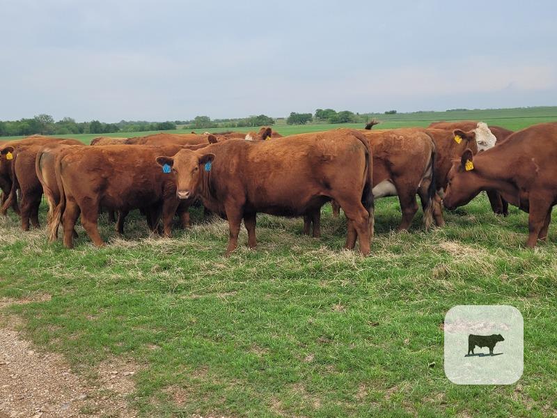 Cattle Range Listing Photo