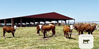 10 Hereford Rep. Heifers... Central TX