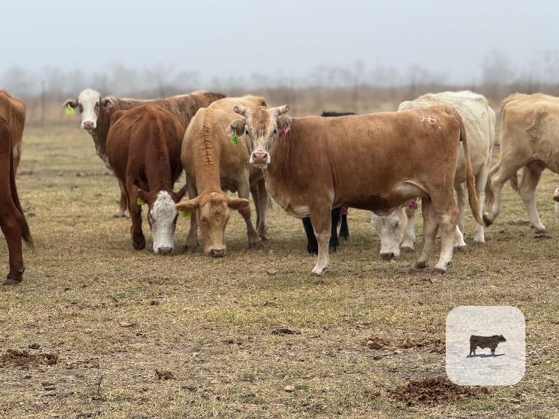 Cattle Range Listing Photo