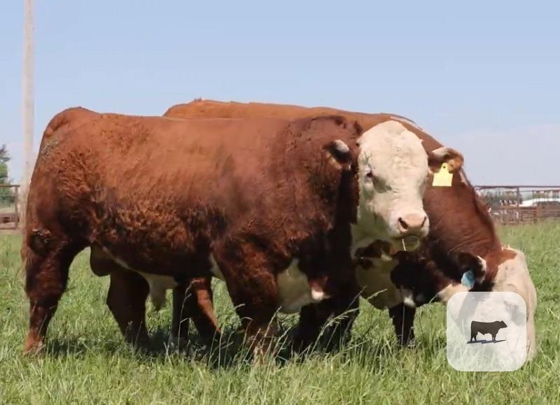Cattle Range Listing Photo