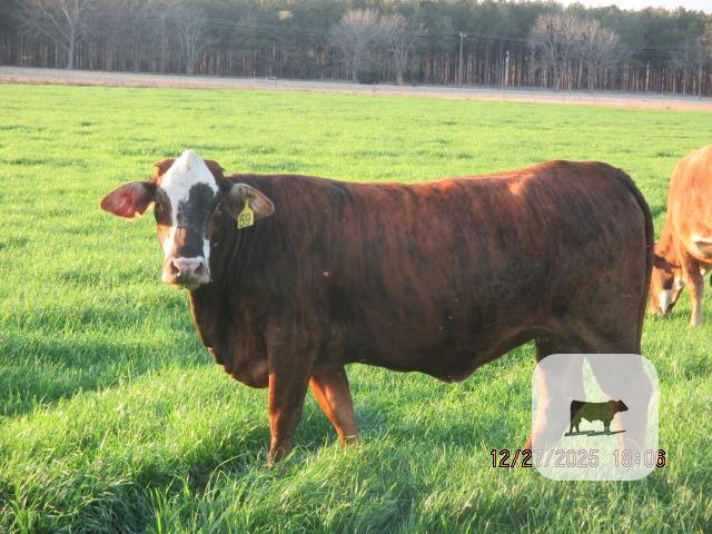 Cattle Range Listing Photo