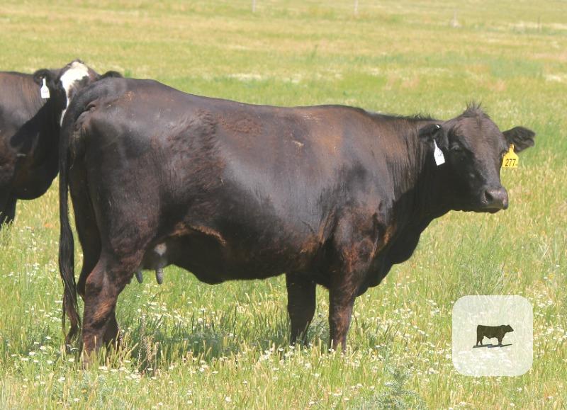 Cattle Range Listing Photo
