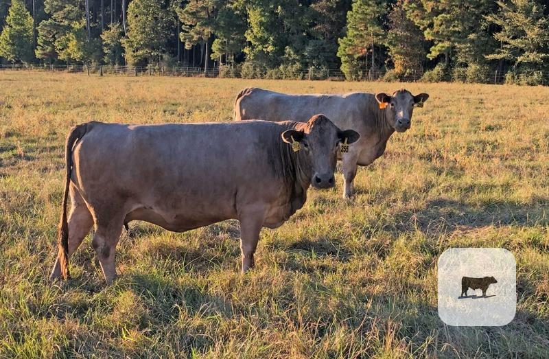 Cattle Range Listing Photo