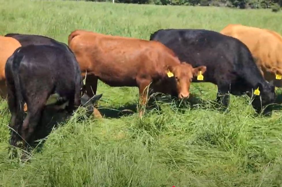 Cattle Range Listing Photo